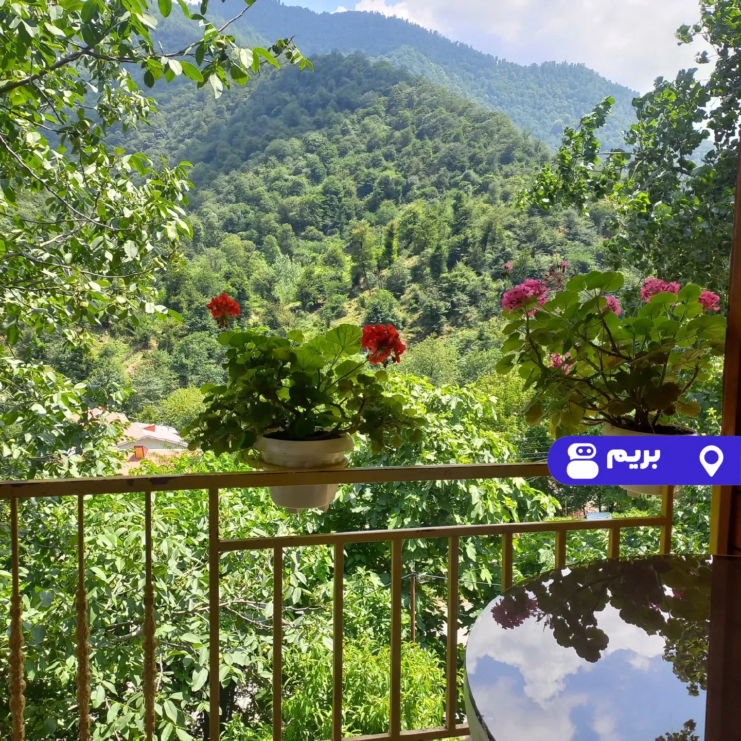 جنگلی شالما در ارتفاعات (واحد۱) در ماسال