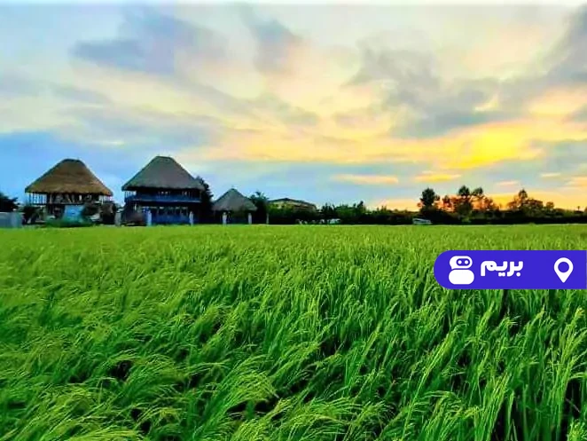تیتیل طبقه بالا در رودسر