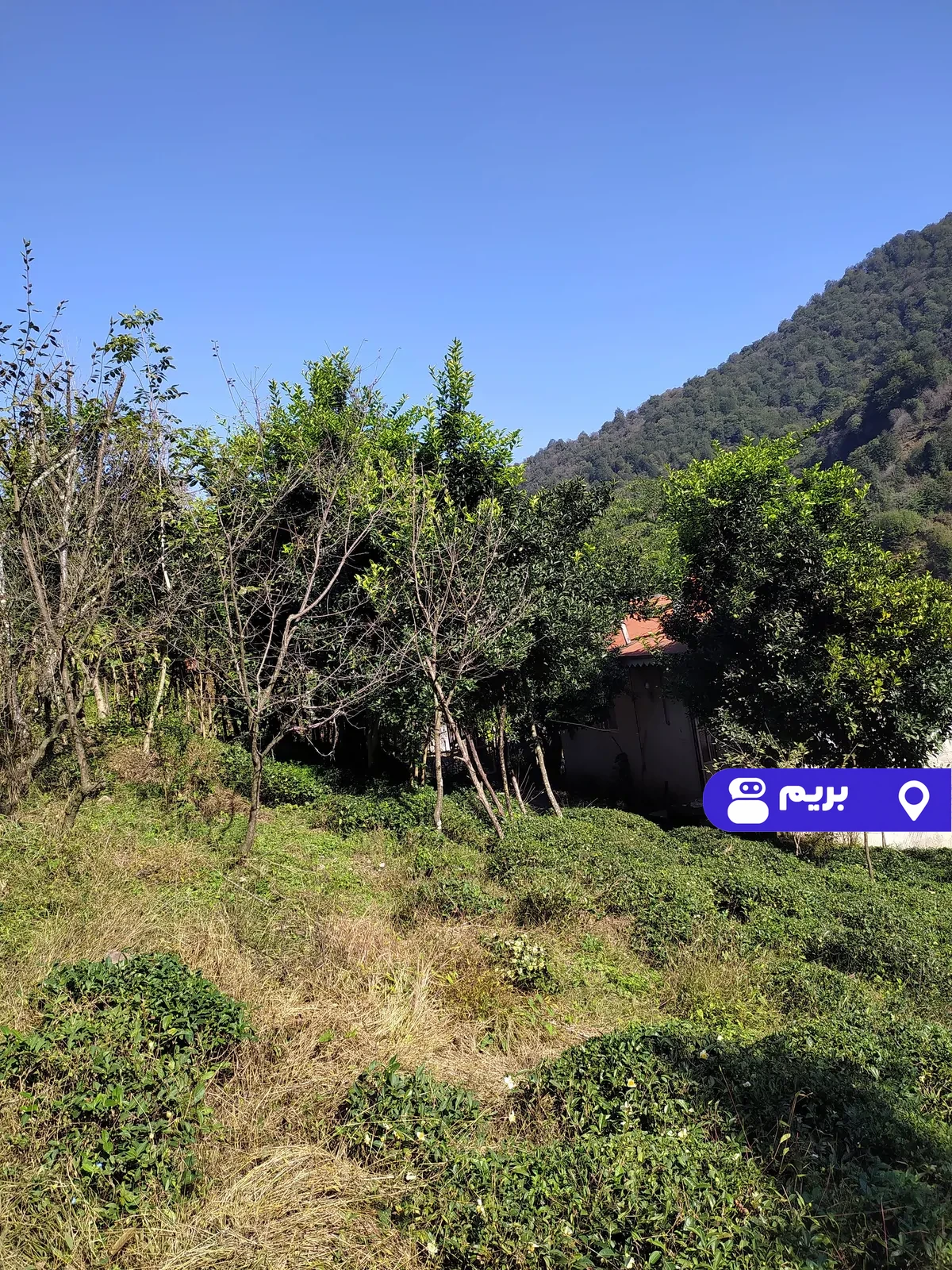 باغ جنگلی سیاهمزگی در شفت