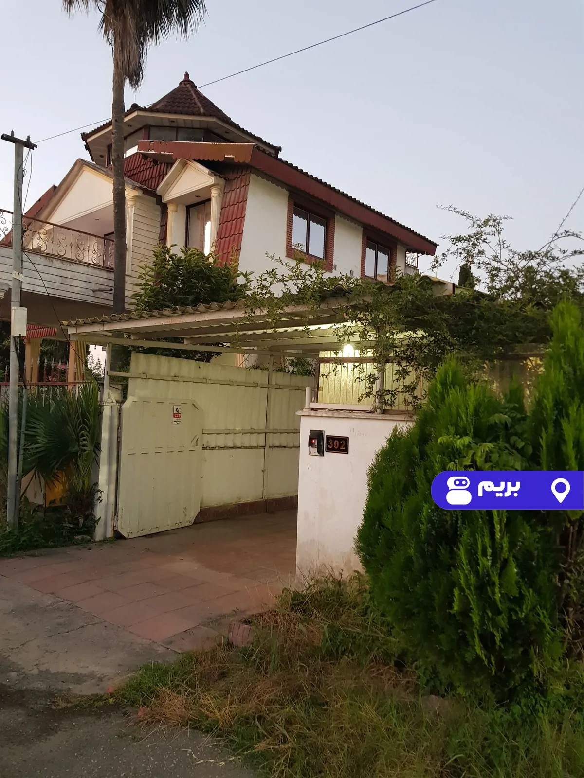 زیتون در بابلسر