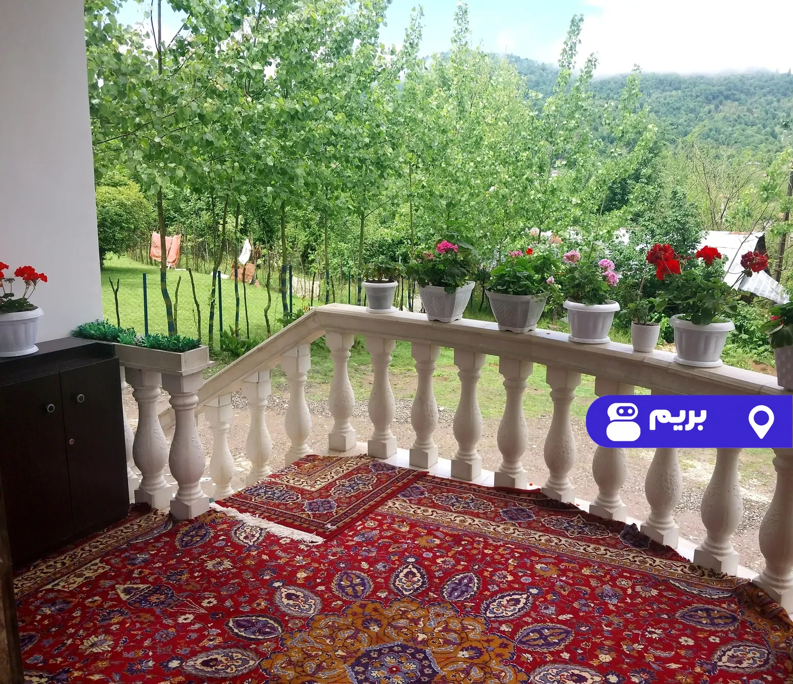 جنگلی‌ فاطیما (2)‌ در ماسوله