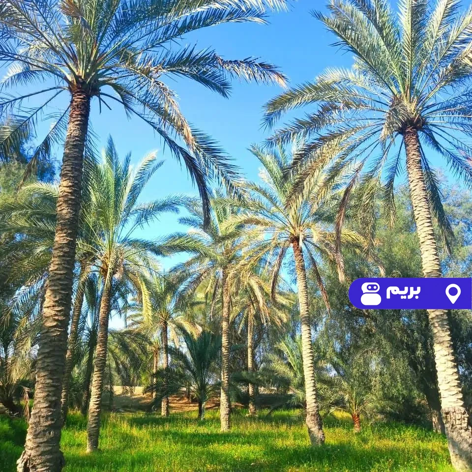 نخل شیخی (اتاق خلاص) در قشم