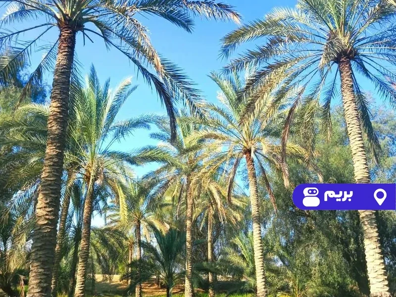 اقامتگاه بوم‌گردی نخل شیخی (اتاق خلاص)