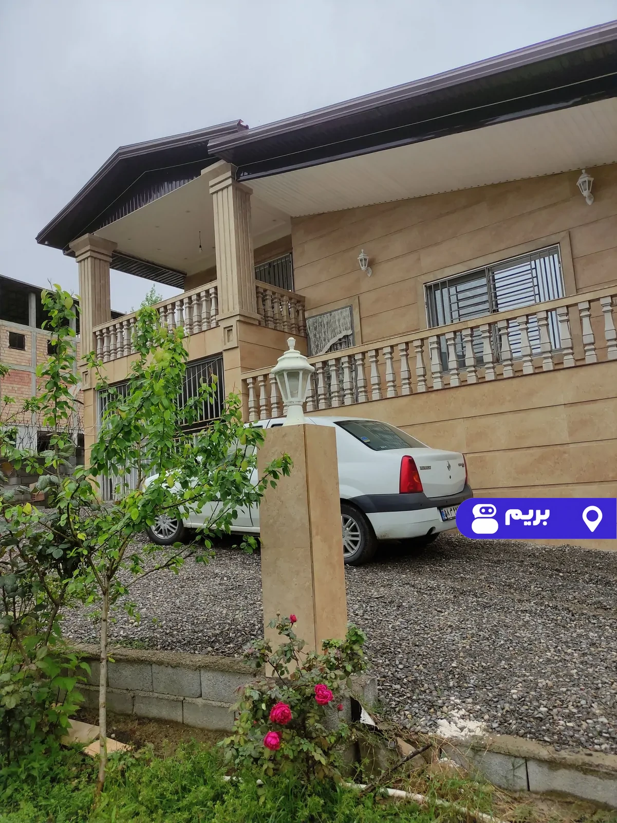 همیشه بهار بندپی در بابل