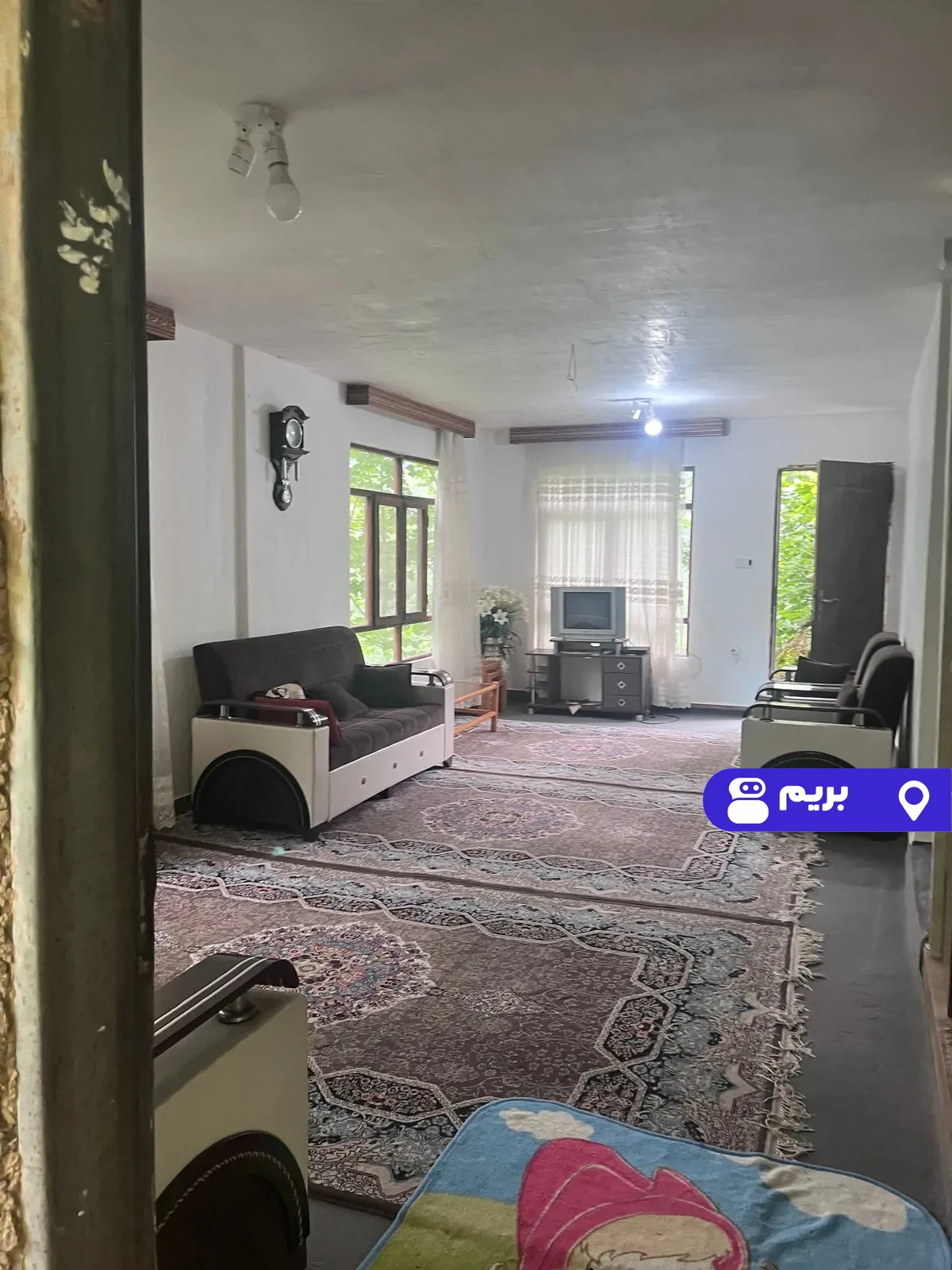 جنگلی سیاهمزگی (1) در شفت