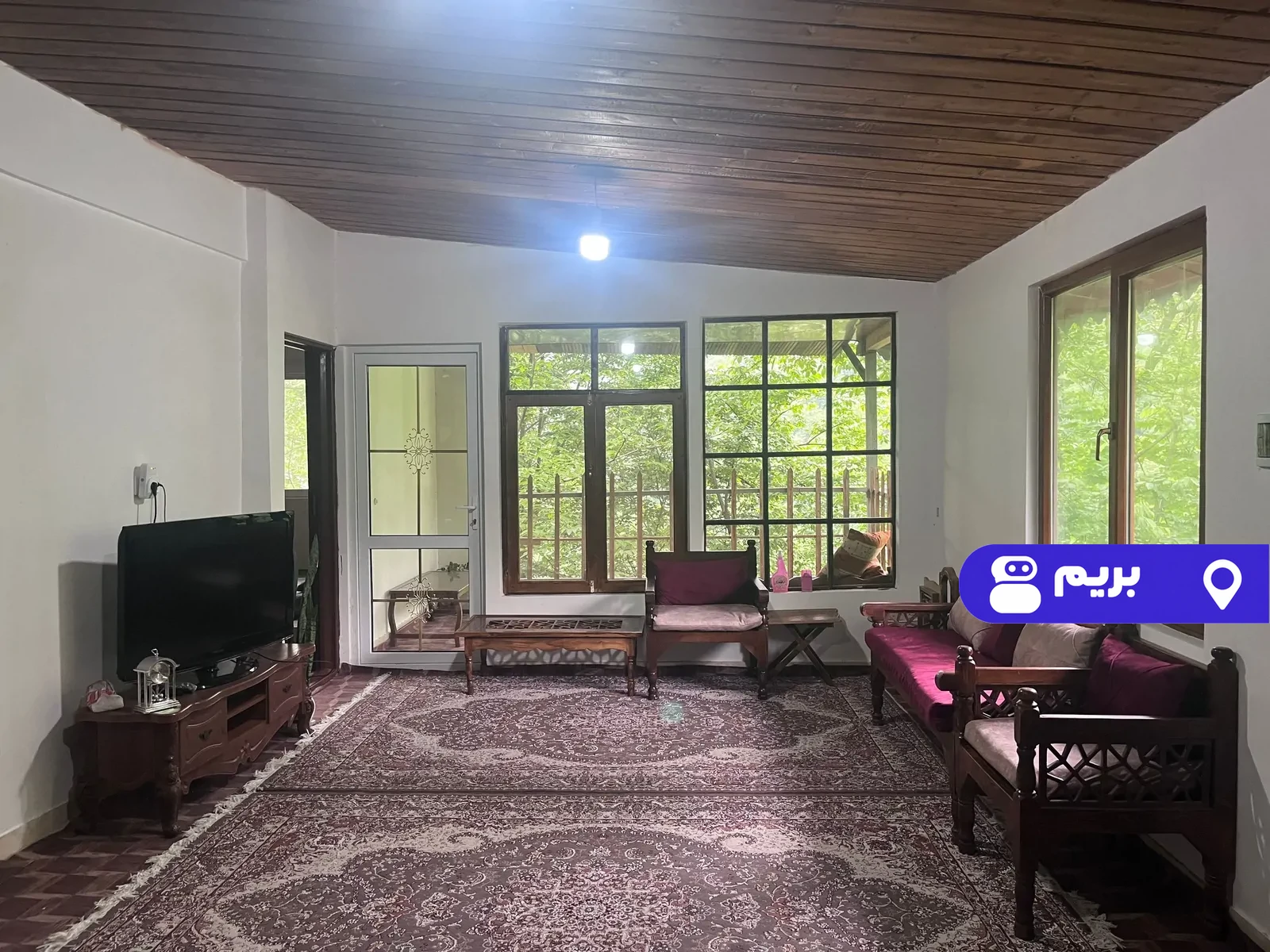 جنگلی سیاهمزگی (2) در شفت